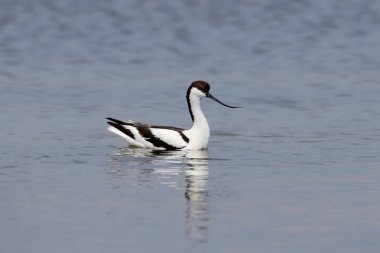 Yalnız pied avocet (Recurvirostra avosetta) yiyecek arayışı içinde sığ suda yüzer