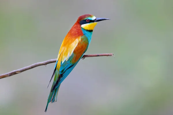 Portraits of bright and saturated color of European bee-eaters taken on a blurred beautiful background.