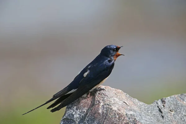 Porträtt Lada Swallow Hirundo Rustica Sitter Sten Skott Från Ett — Stockfoto