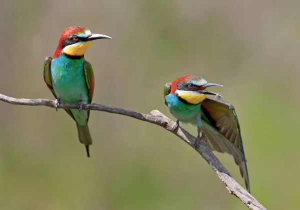 Portraits of bright and saturated color of European bee-eaters taken on a blurred beautiful background.