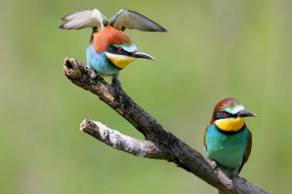 Portraits of bright and saturated color of European bee-eaters taken on a blurred beautiful background.
