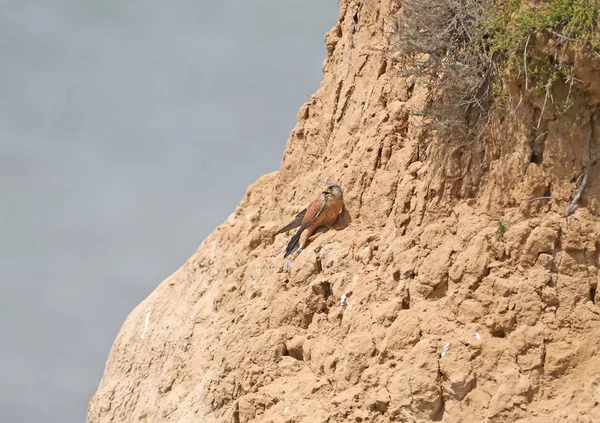 Male Kestrel Sits High Cliff Holds Caught Mouse Its Paw — Stock Photo, Image