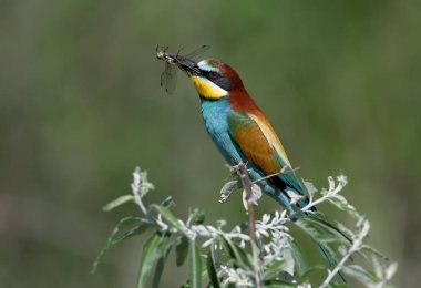 Avrupa arı yiyici bir dal üzerinde oturur ve gagasında büyük bir yusufçuk tutar. Güzel bulanık arka planda parlak tam renkli fotoğraf çekimi yakın çekim.