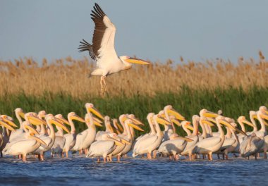 Beyaz pelikan grupları yeşil su bitkileri arka plan karşı suda ayakta fotoğraflandı. Bu muhteşem kuşların yakın çekim ve detaylı fotoğrafları