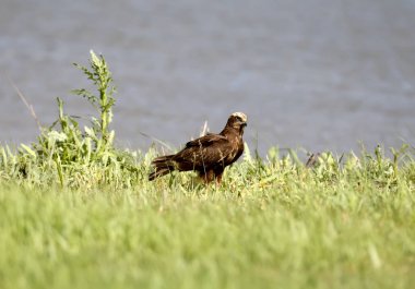 Bir dişi batı bataklık harrier (Circus aeruginosus) göl kenarında yeşil çim üzerinde oturur. Yakın çekim ve ayrıntılı fotoğraf