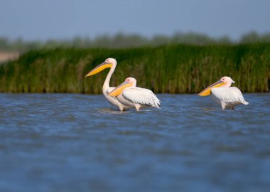 Beyaz pelikan grupları yeşil su bitkileri arka plan karşı suda ayakta fotoğraflandı. Bu muhteşem kuşların yakın çekim ve detaylı fotoğrafları