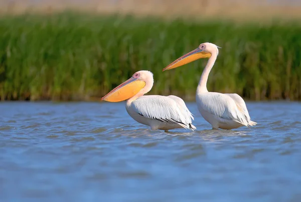Gruppen Von Weißen Pelikanen Werden Wasser Stehend Vor Dem Hintergrund — Stockfoto