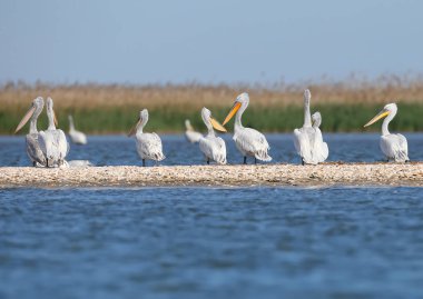 Dalmaçyalı Pelikan'ın büyük bir grubu Tuna Deltası, Vilkovo'daki bir kum barında dinleniyor. Genellikle burada sadece tek kuşlar görebilirsiniz.