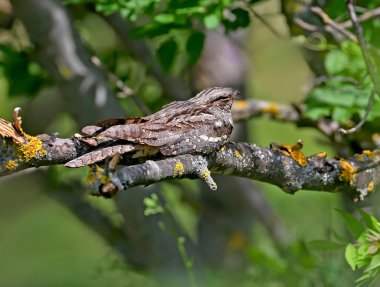 Öğle sıcağında kuru bir dalda uyuklayan sıradan gece kavanozu. Egzotik bir görünüme sahip alışılmadık bir kuşun yakın çekim fotoğrafı