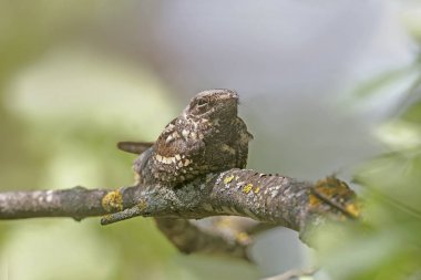 Öğle sıcağında kuru bir dalda uyuklayan sıradan gece kavanozu. Egzotik bir görünüme sahip alışılmadık bir kuşun yakın çekim fotoğrafı