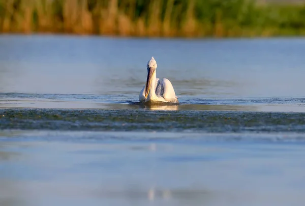 Beau Pélican Dalmate Nage Dans Les Eaux Bleues Danube Oiseau — Photo