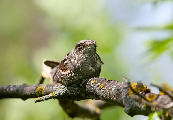 Společná Noční Nádobka Suché Větvi Polední Žáru Blízká Fotografie Neobvyklého — Stock fotografie