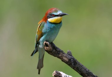 Bulanık ve güzel bir arka plan üzerinde çekilen Avrupalı arı yiyicilerin parlak ve doygun renk portreleri.