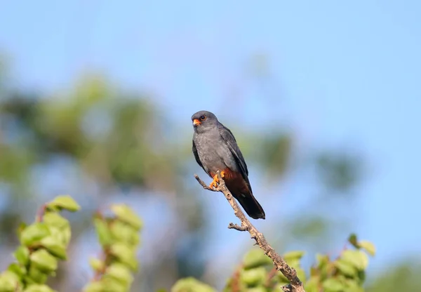 Faucon Pieds Rouges Falco Vespertinus Mâle Est Assis Sur Une — Photo