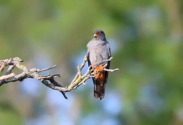 Male Red Footed Falcon Falco Vespertinus Sits Branch Beautiful Blurred — Stock Photo, Image