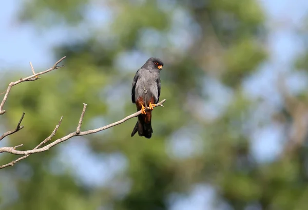 Male Red Footed Falcon Falco Vespertinus Sits Branch Beautiful Blurred — Stock Photo, Image