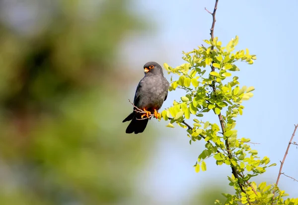 Erkek kırmızı ayaklı şahin (Falco vespertinus) güzel bir bulanık arka plan üzerinde bir dal üzerinde oturur. Yakın çekim ve ayrıntılı fotoğraf