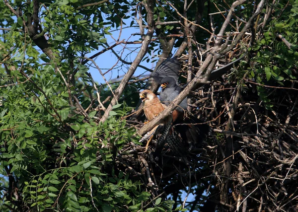 Ein Paar Rotfußfalken Falco Vespertinus Paart Sich Auf Einem Nest — Stockfoto