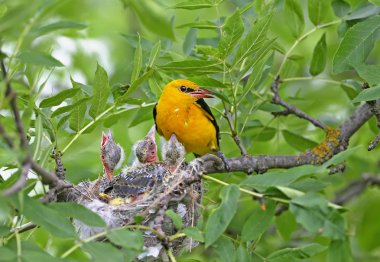 Yetişkin orioles tarafından oriole civciv nadir ve sıradışı beslenme çekimleri
