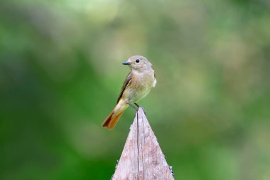 Dişi Yaygın redstart (Phoenicurus phoenicurus) civciv ile yuva yakınında vurdu