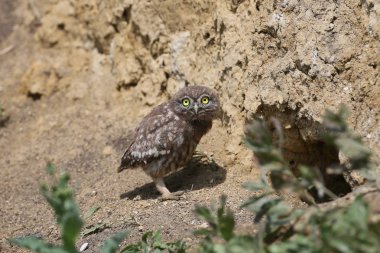 Küçük baykuş civciv yuva ayrıldıktan sonra farklı komik durumlarda fotoğraflandı. Etraflarındaki dünyayı merakla inceliyorlar..