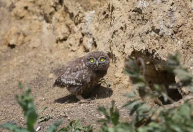 Küçük baykuş civciv yuva ayrıldıktan sonra farklı komik durumlarda fotoğraflandı. Etraflarındaki dünyayı merakla inceliyorlar..