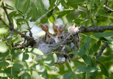 Yuvadaki oriole yavruları. Yakın mesafeden vurulmuş. Serin ve Sevimli Gelecek Altın Orioles