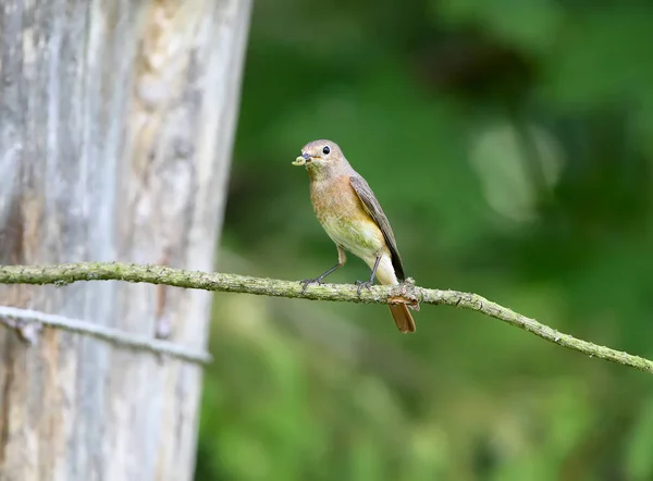 Kobieta Wspólne Redstart Phoenicurus Phoenicurus Strzał Pobliżu Gniazda Piskląt — Zdjęcie stockowe