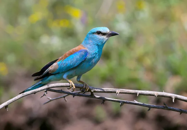 Zbliżenie Żywe Zdjęcia Europejskiego Wałka Coracias Garrulus Siedzą Gałęzi Pięknym — Zdjęcie stockowe