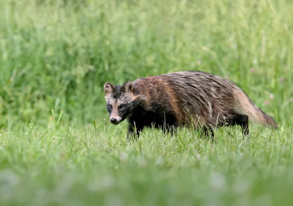 アライグマのクローズアップと詳細な写真 ニクテルウテスプロセノイド 食べ物を求めて地面を歩いています — ストック写真