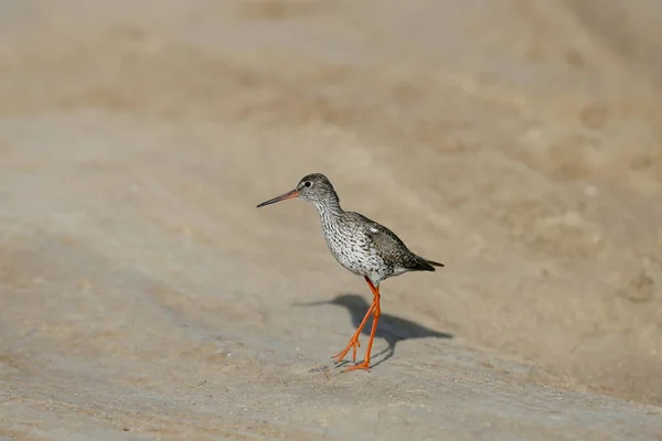 Close Foto Detalhada Redshank Comum Simplesmente Redshank Tringa Totanus Fica — Fotografia de Stock