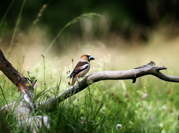 Bir Erkek Hawfinch Coccothraustes Coccothraustes Bulanık Çim Bir Arka Plan — Stok fotoğraf