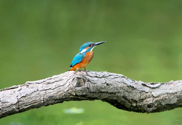 Kingfisher Brilhante Senta Ramo Grosso Acima Água Verde — Fotografia de Stock