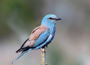 Yakın çekim ve Avrupa silindir (Coracias garrulus) canlı fotoğraflar güzel bir bulanık arka plan üzerinde bir şube üzerinde oturuyor. Parlak renkler ve ayrıntılı resimler