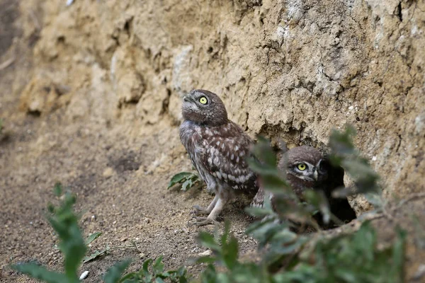 Little Owl Chicks Photographed Different Funny Situations Leaving Nest Study — Stock Photo, Image