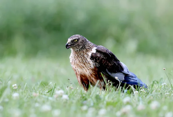 Macho Pântano Ocidental Harrier Circus Aeruginosus Senta Chão Entre Grama — Fotografia de Stock