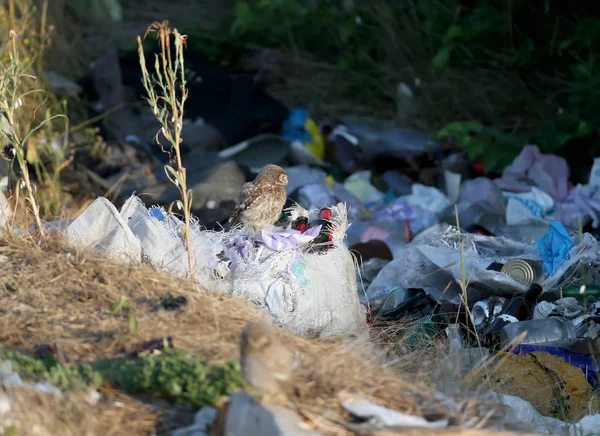 Uma Coruja Pequena Senta Borda Depósito Lixo Grande Que Pessoas — Fotografia de Stock