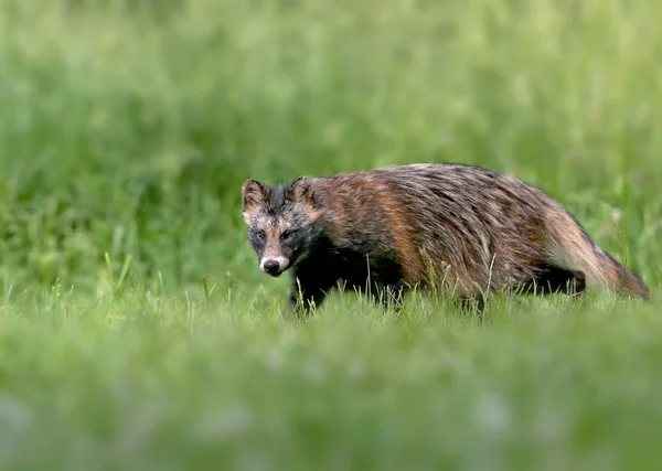 Close Detailed Photos Raccoon Dog Nyctereutes Procenoides Walking Ground Search — Stock Photo, Image