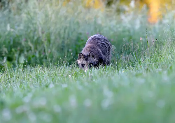 アライグマのクローズアップと詳細な写真 ニクテルウテスプロセノイド 食べ物を求めて地面を歩いています — ストック写真