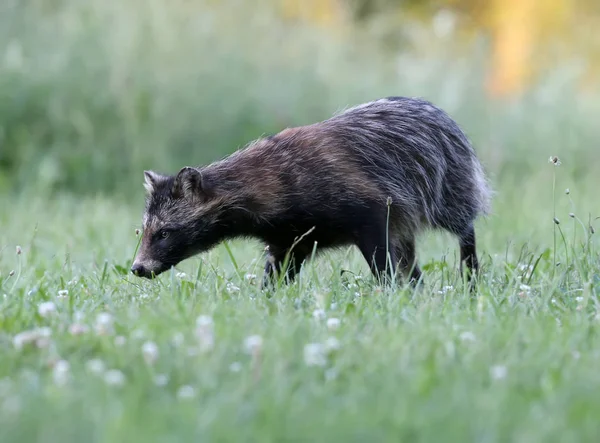 Close Detailed Photos Raccoon Dog Nyctereutes Procenoides Walking Ground Search — Stock Photo, Image