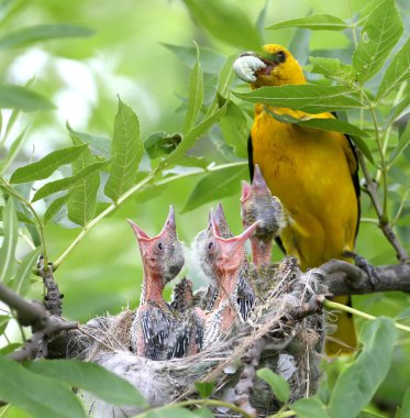 Yetişkin orioles tarafından oriole civciv nadir ve sıradışı beslenme çekimleri