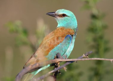 Yakın çekim ve Avrupa silindir (Coracias garrulus) canlı fotoğraflar güzel bir bulanık arka plan üzerinde bir şube üzerinde oturuyor. Parlak renkler ve ayrıntılı resimler