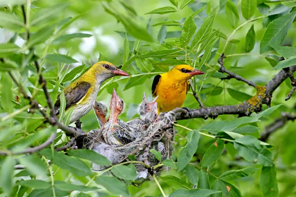 Des Photos Uniques Poussins Nourris Par Les Deux Parents Oriole — Photo