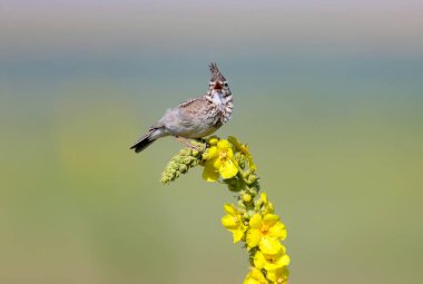 Crested Lark sits on a bright yellow plant on an unusually beautiful blurred background clipart