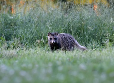 Rakun köpeğinin yakın çekim ve detaylı fotoğrafları (Nyctereutes procenoides) yiyecek bulmak için yerde yürüyor