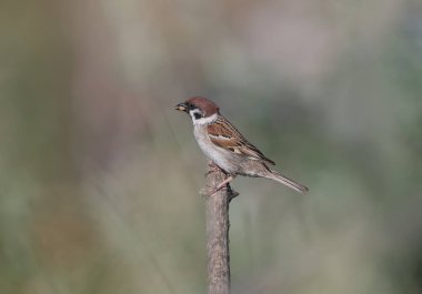 Avrasya ağaç serçesi (Passer montanus) bulanık sıradışı bir arka plan üzerinde gagasında yiyecek ile kuru bir dal üzerinde oturur.