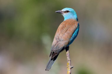 Yakın çekim ve Avrupa silindir (Coracias garrulus) canlı fotoğraflar güzel bir bulanık arka plan üzerinde bir şube üzerinde oturuyor. Parlak renkler ve ayrıntılı resimler