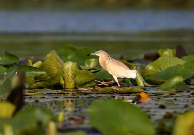 Squacco konon (Ardeola ralloides) su bitkileri yaprakları üzerinde duruyor ve yumuşak sabah ışık ışınları avını dışarı bakar.