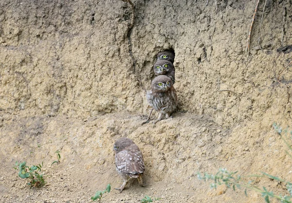 Die Kleinen Eulenküken Werden Nach Dem Verlassen Des Nestes Verschiedenen — Stockfoto