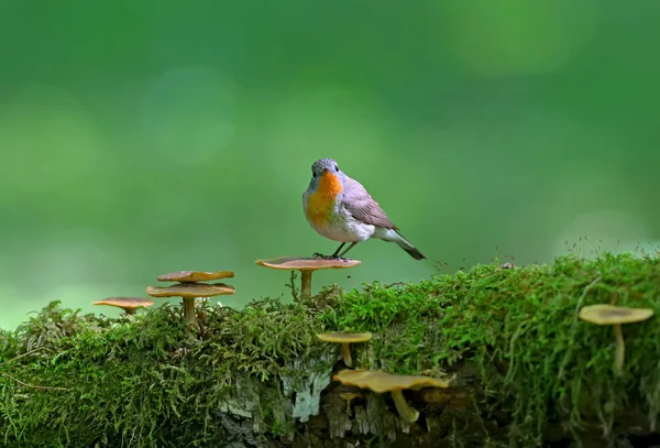 Moucherolle Poitrine Rouge Ficedula Parva Mâle Pose Sur Tronc Champignons — Photo